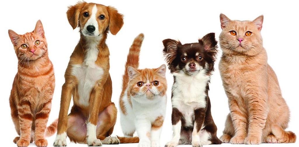 Доска объявлений о животных | ЗооТом - продажа, вязка и услуги для животных в Печорах