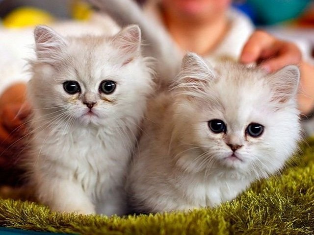 Породы кошек в Печорах | ЗооТом портал о животных