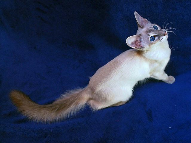Выведенные породы кошек в Печорах | ЗооТом портал о животных