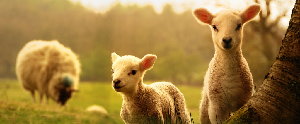 Объявления о сельскохозяйственных животных | ЗооТом - продажа, вязка и услуги для животных в Печорах