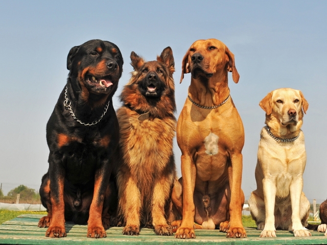 Крупные породы собак в Печорах | ЗооТом портал о животных